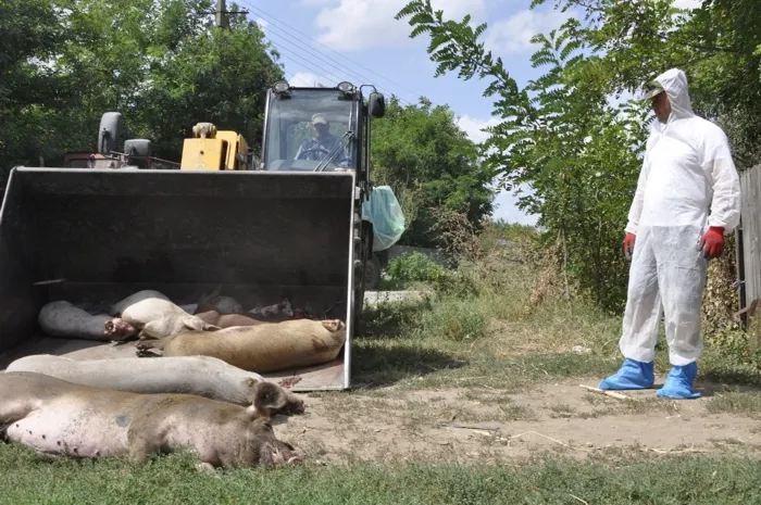 Despăgubirile pentru purceii omorâţi se distribuie cu jandarmii