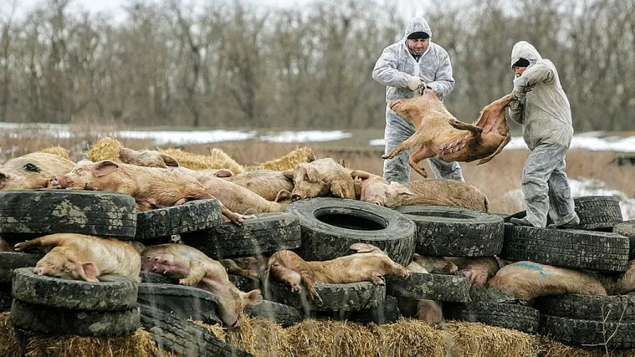 Focar de pestă porcină la Axintele