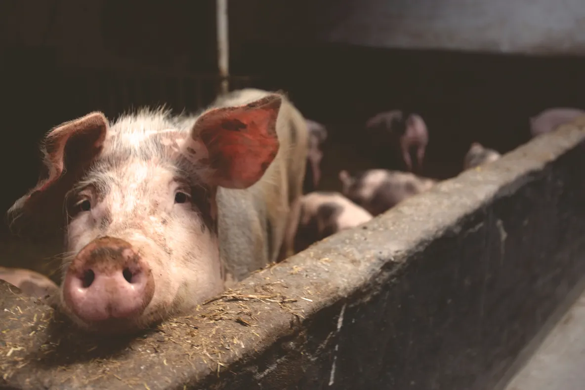Două ferme de porci din Ialomiţa solicită despăgubiri consistente pentru pesta porcină africană