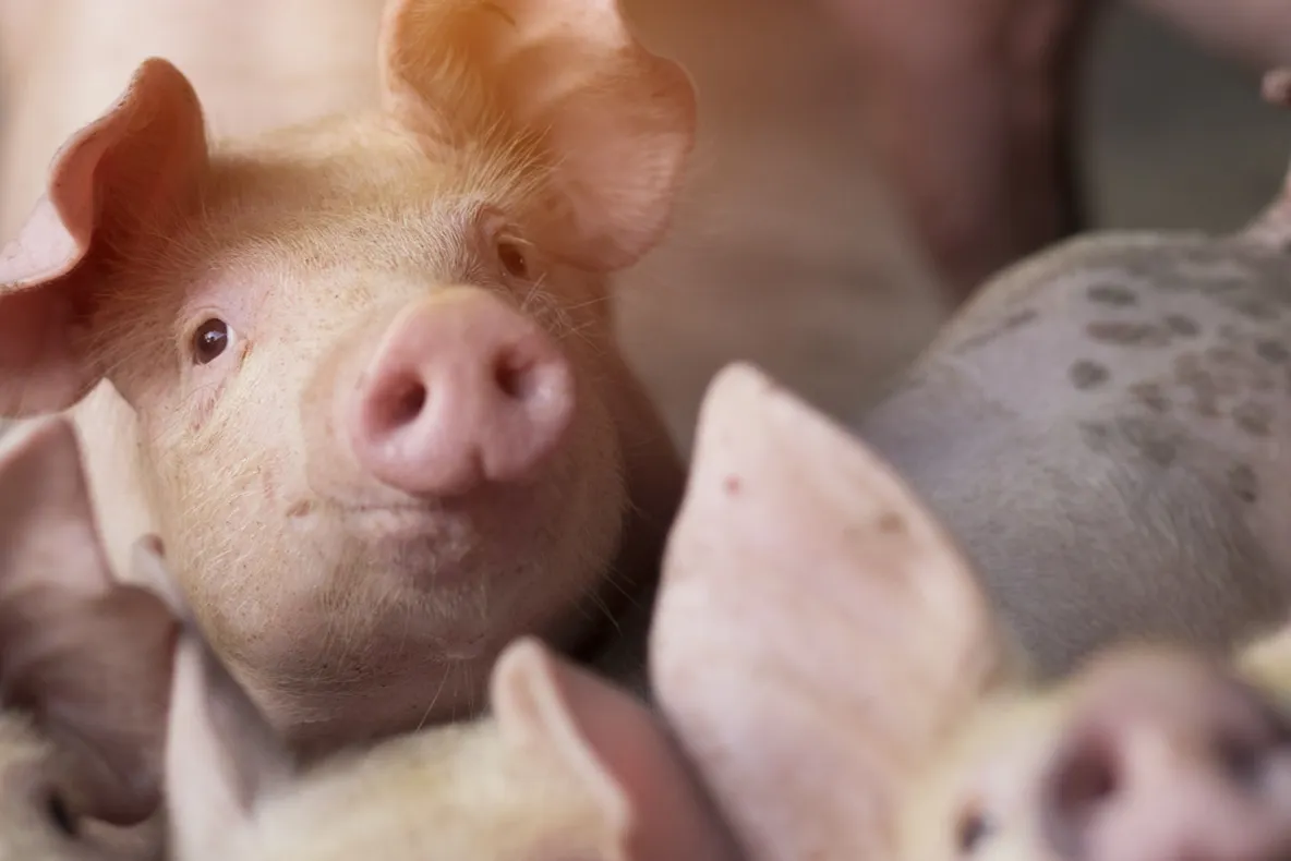 Porci confiscați și uciși la Făcăeni
