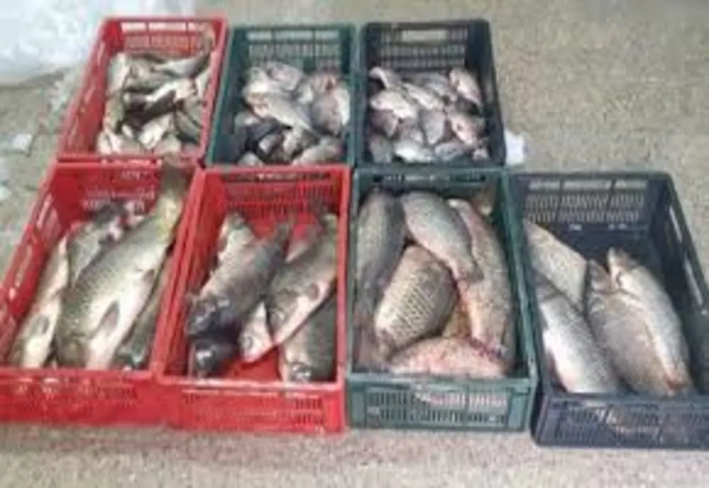 Peste 500 de kilograme de pește au fost confiscate de polițiștii ialomițeni 