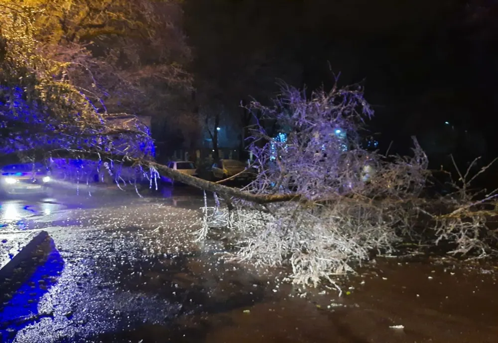 FOTO| Copaci căzuți în Slobozia din cauza ploii înghețate