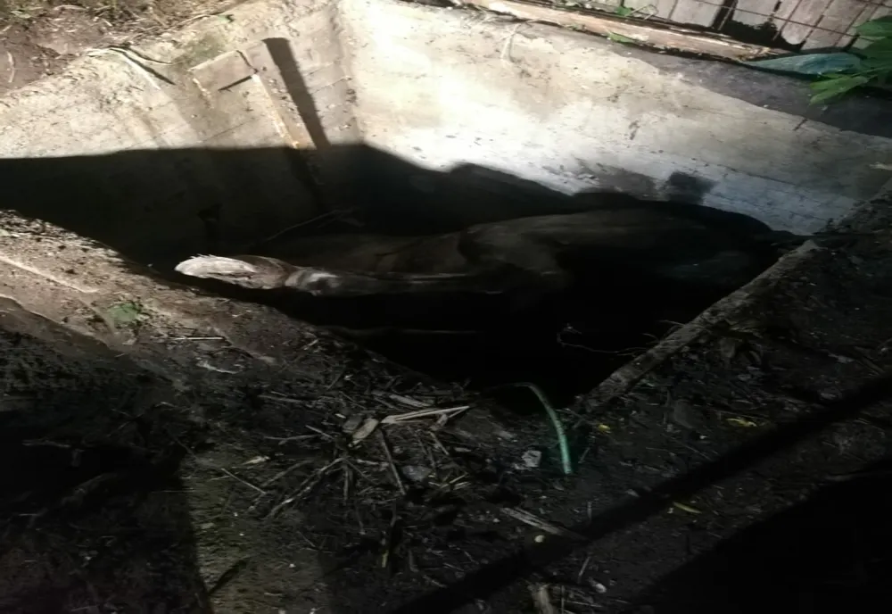 Cal căzut într-o groapă salvat de pompieri