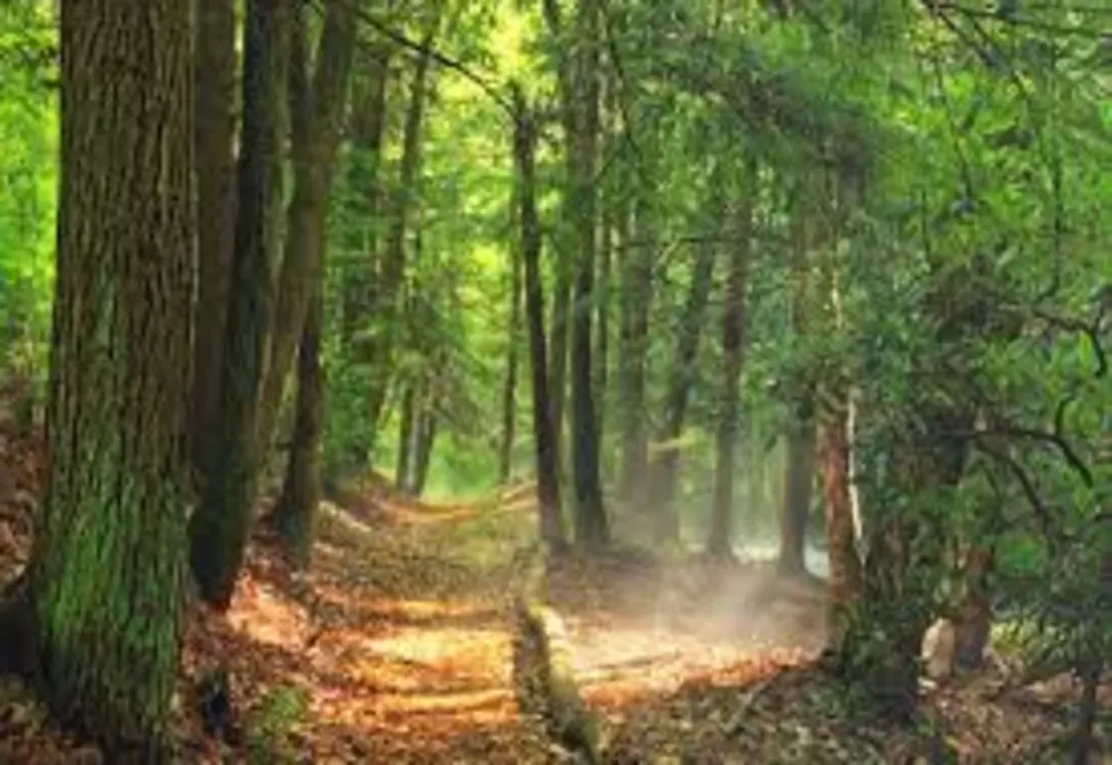 26,44%  din fondul forestier de stat din Ialomița înscris în Sistemul Integrat de Cadastru şi Carte Funciară