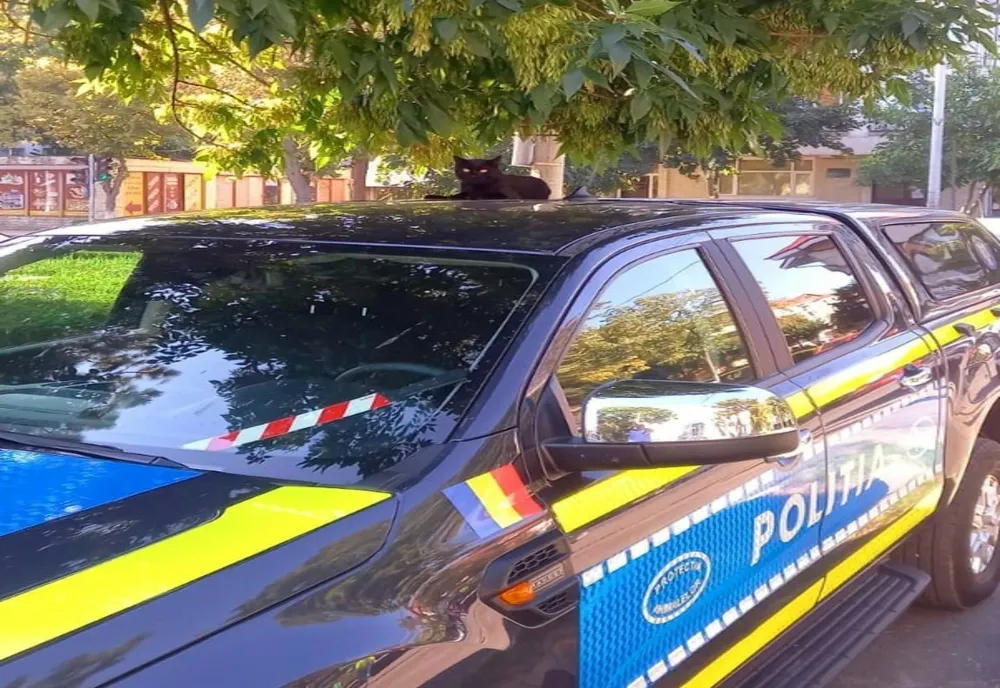 Zi cu ghinion pentru un bărbat din Slobozia. Cum s-a ales cu dosar penal