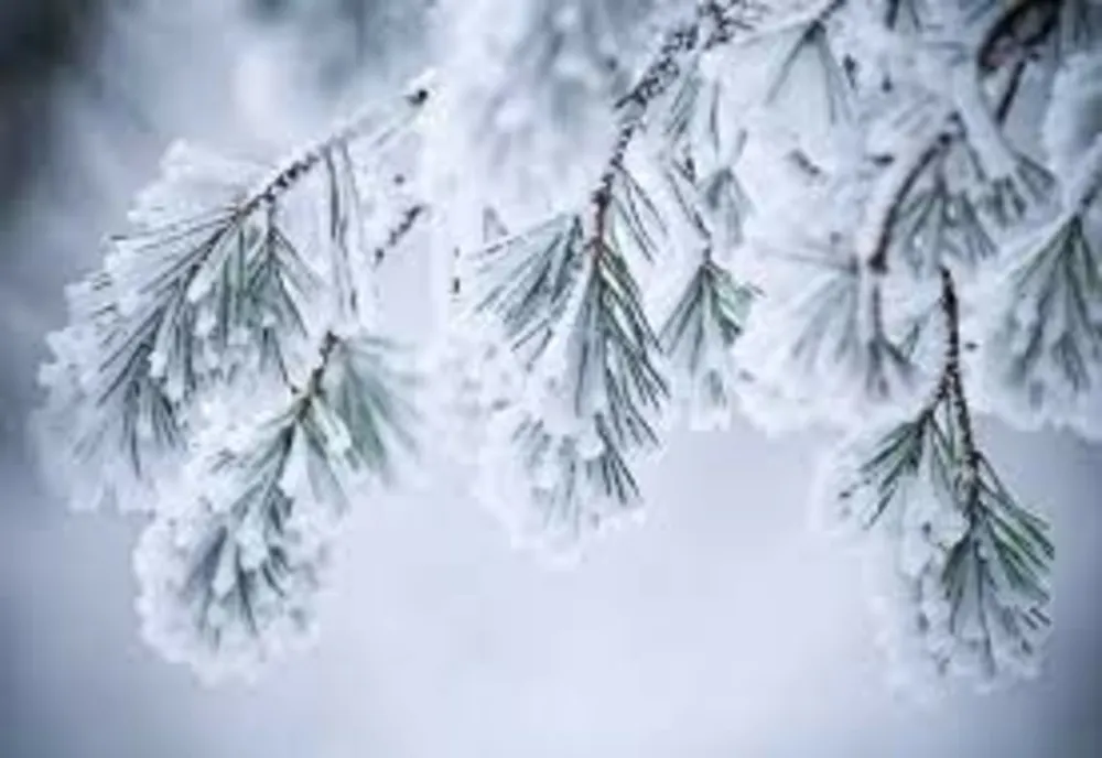 Ninsori și temperaturi în pragul înghețului 