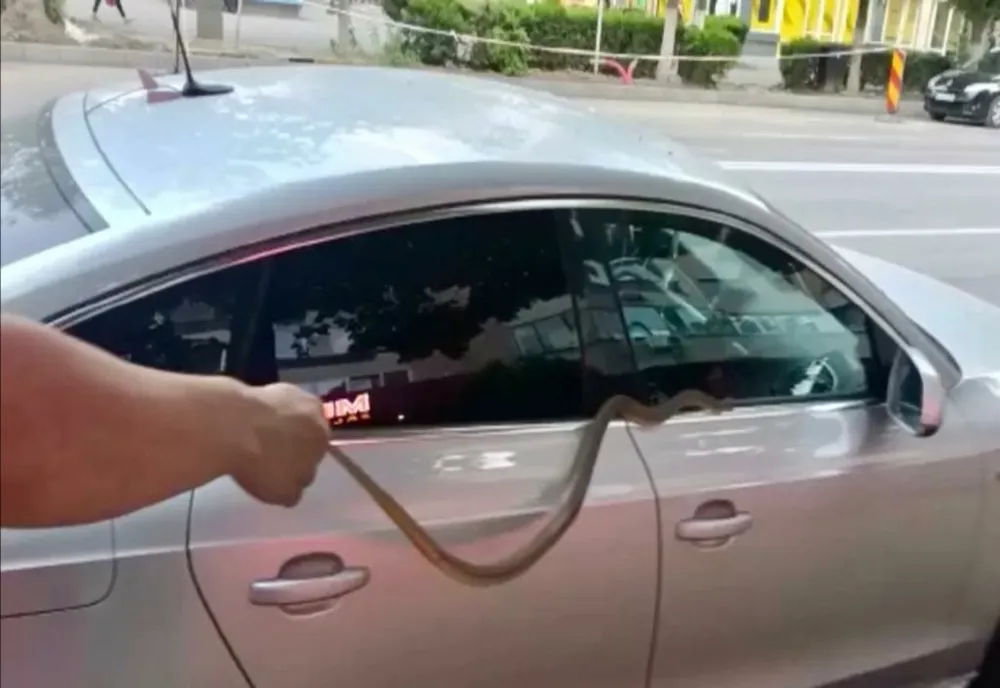 VIDEO Alertă în Slobozia! Șerpii ies pe străzi