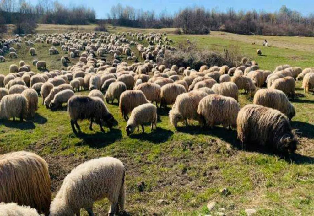 AUTORITATEA NAȚIONALĂ SANITARĂ VETERINARĂ INTERZICE SOLUȚIILE DE DEPARAZITARE DIN FARMACII