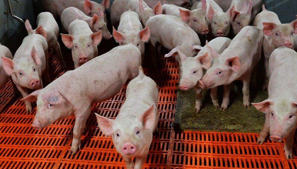 DSVSA Ialomița impune obligații crescătorilor de porcine