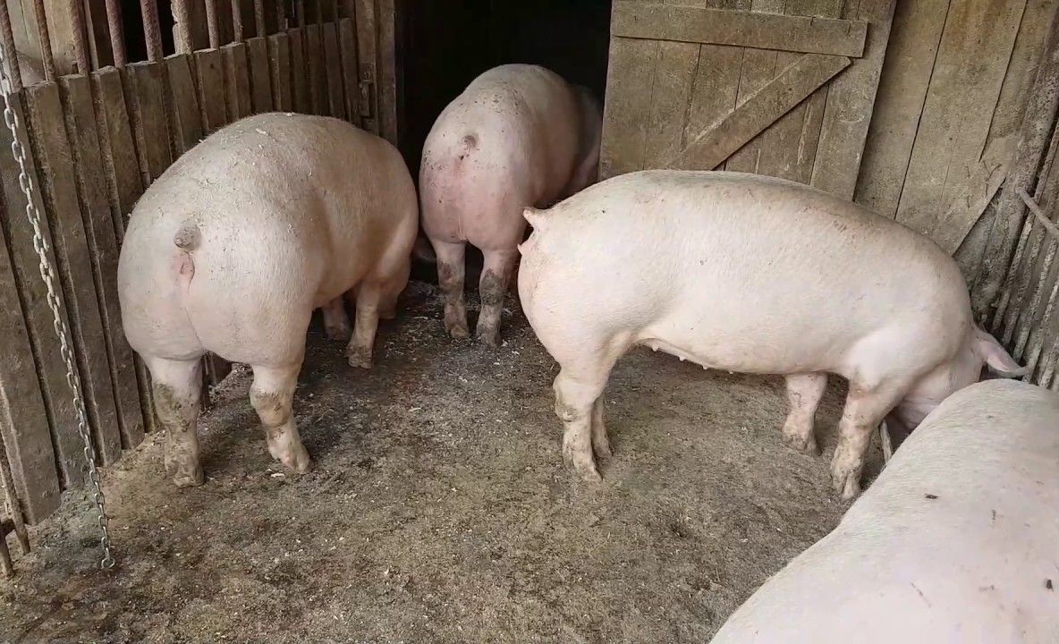 Pestă porcină africană confirmată și la Bordușani