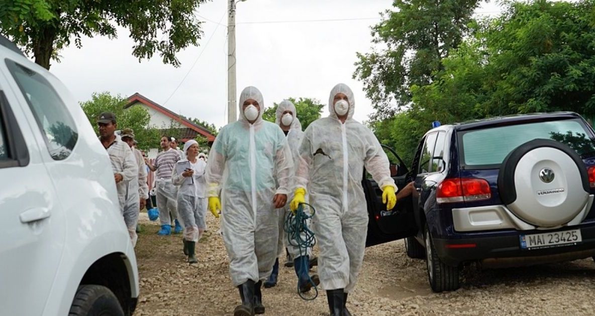 PPA în Ialomița. Se studiază  ipoteza uciderii porcilor în jumătate de județ!