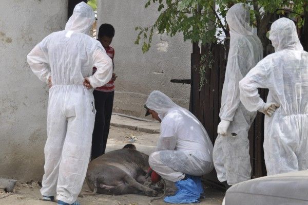 Toate focarele de pestă porcină din Ialomița au fost stinse