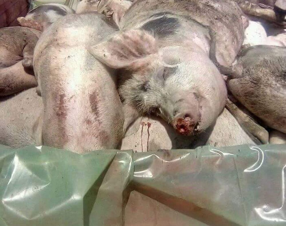 Despăgubiri de 6,5 milioane lei pentru porcii omorâţi în Ialomiţa