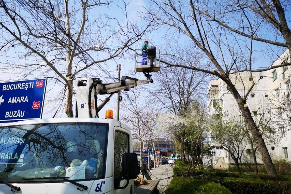 Două mii de plopi din Slobozia vor fi puşi la pământ de municipalitate