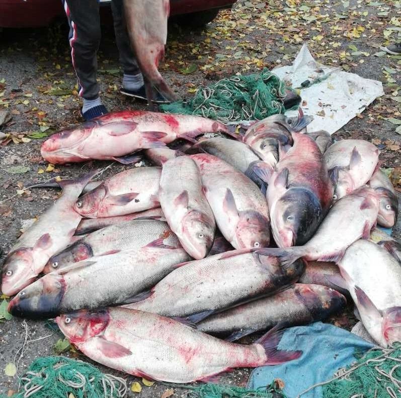 Braconier cu pești de dimensiuni impresionante, depistat întâmplător de polițiști în trafic