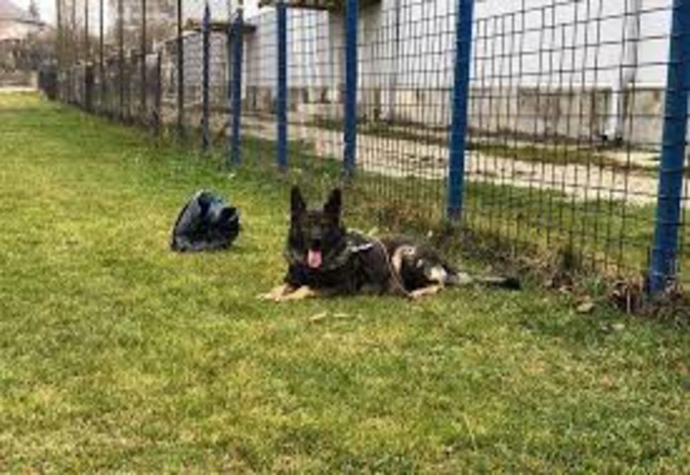 Câinele polițist care a intrat în greva foamei după ce partenerul său de misiuni s-a pensionat