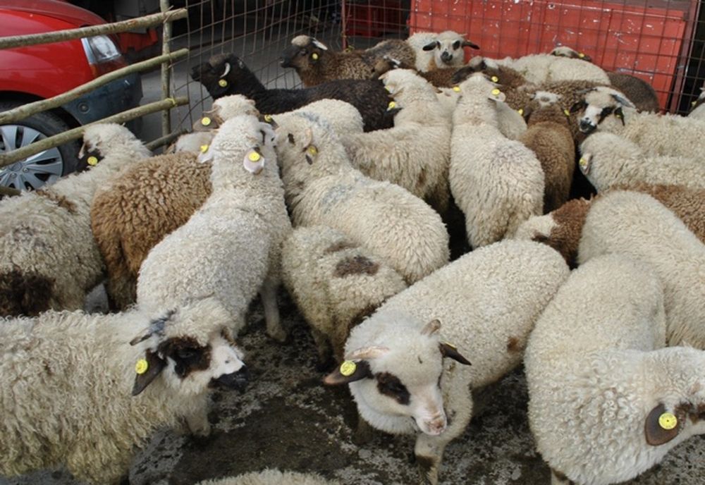 Poliția Română face câteva recomandări privind deplasările cetățenilor pentru cumpărarea de carne de miel