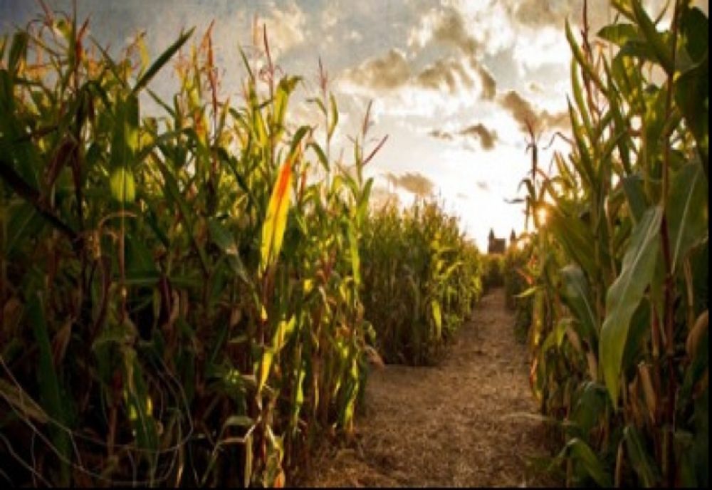 Situație incredibillă: Jandarmi prinși la furat în lanul de porumb