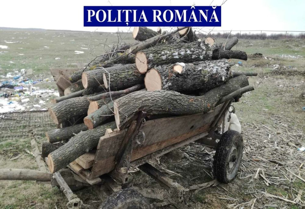 Au vrut să se încălzească folosind lemnele altora, iar acum au dosar penal