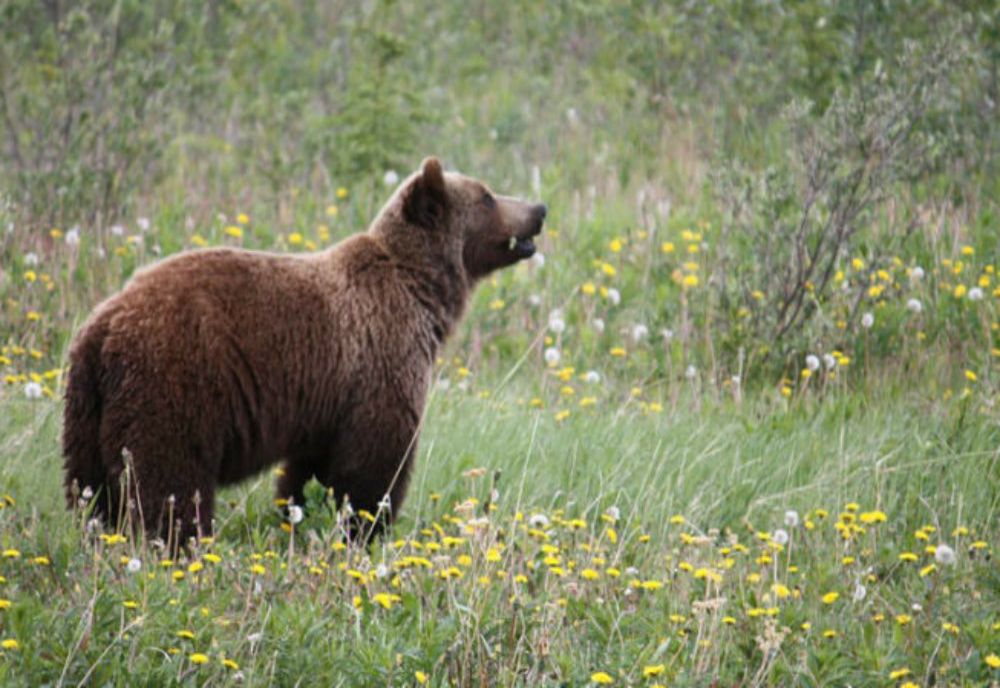 Procurorii DNA au deschis dosar penal in rem în cazul ursului-TROFEU - Cazul lui Arthur a intrat și în atenția Comisiei Europene