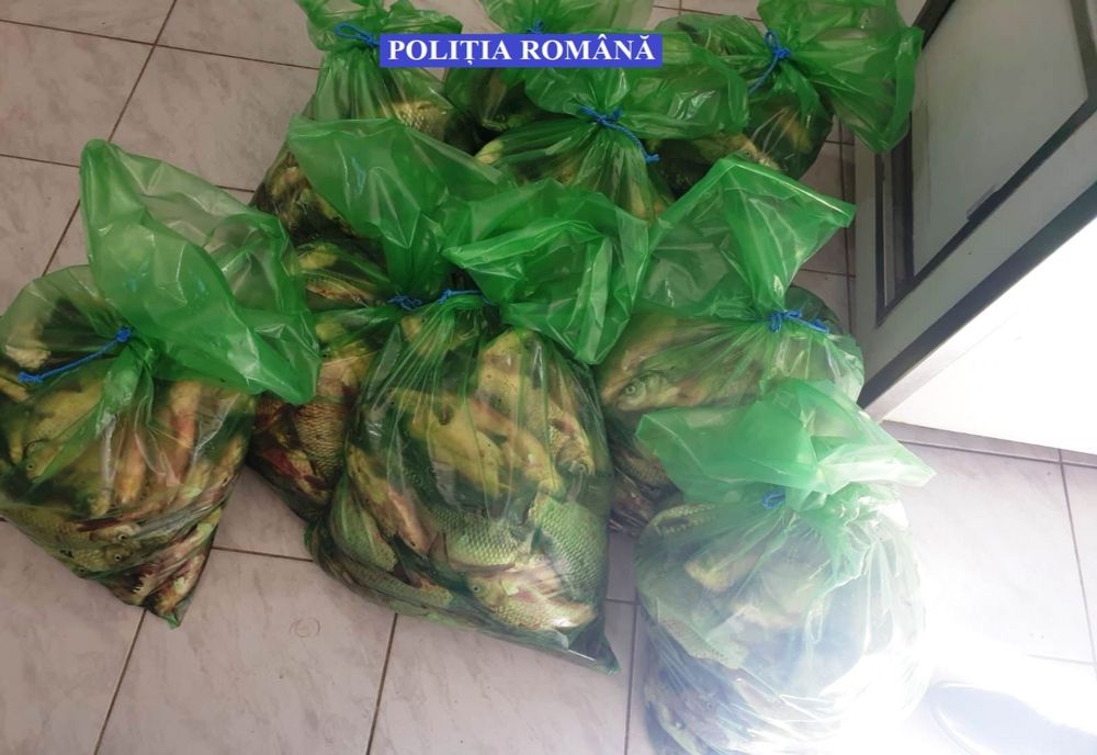  170 de kilograme de pește confiscate de polițiști la Fetești