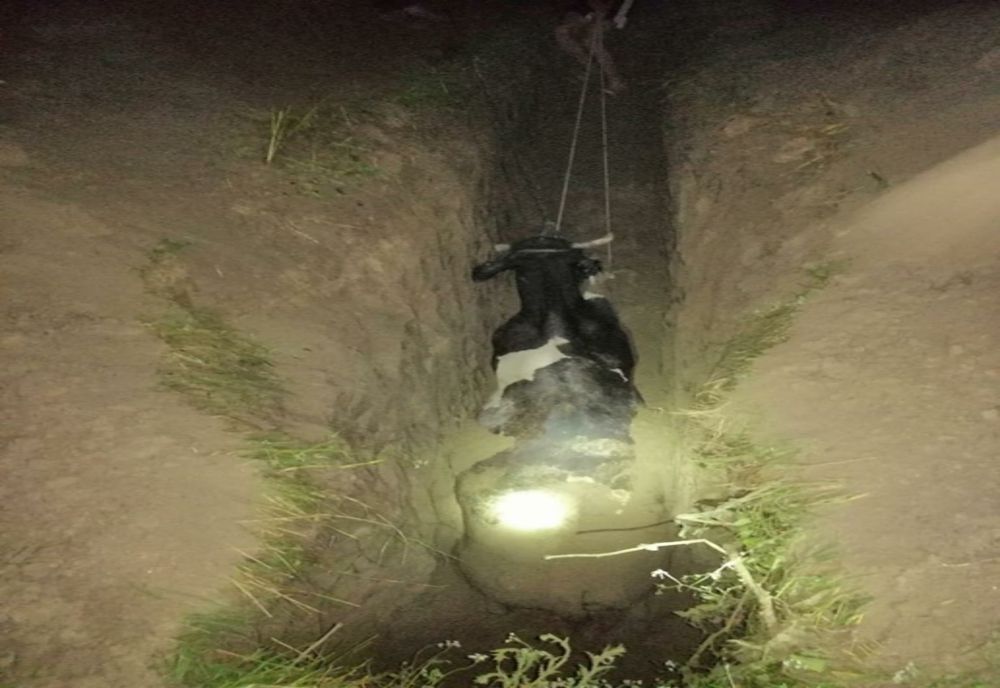 FOTO O vacă a căzut într-o fântână. A fost nevoie de intervenția pompierilor