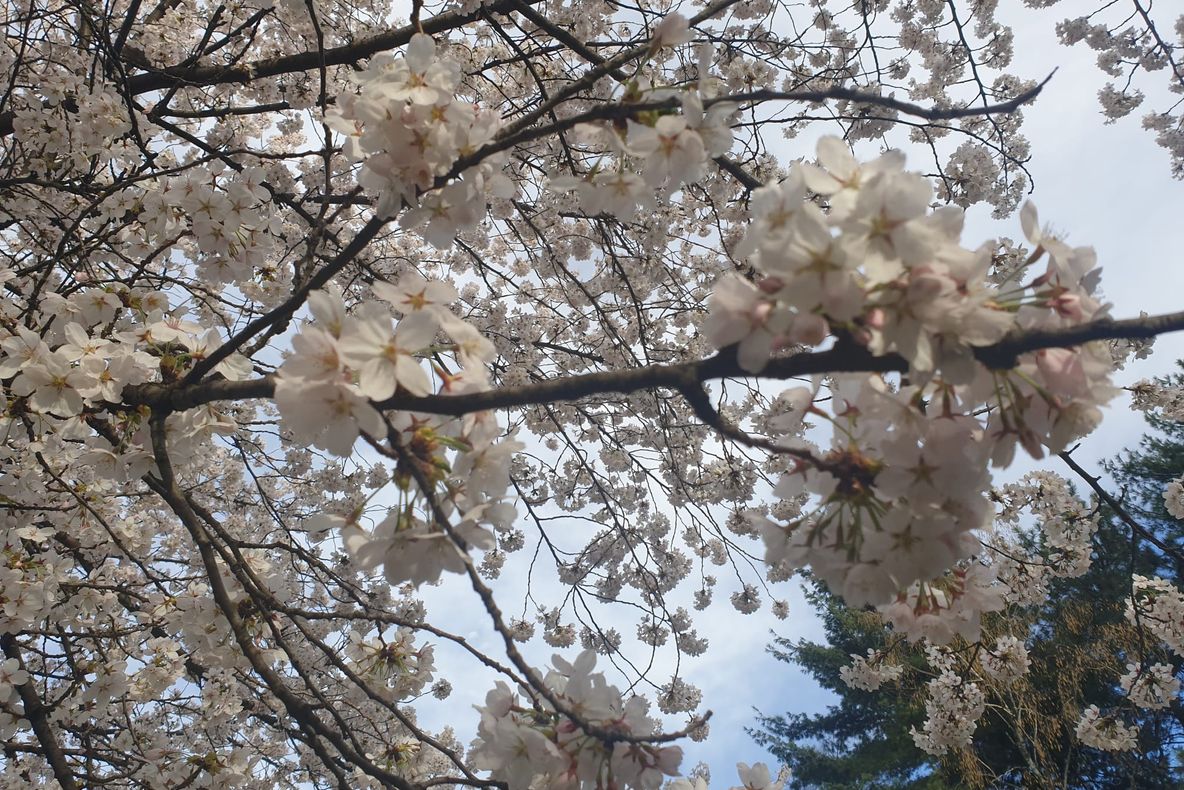 Vești proaste! Prognoza meteo pentru 4-5 aprilie: Vremea va fi deosebit de rece