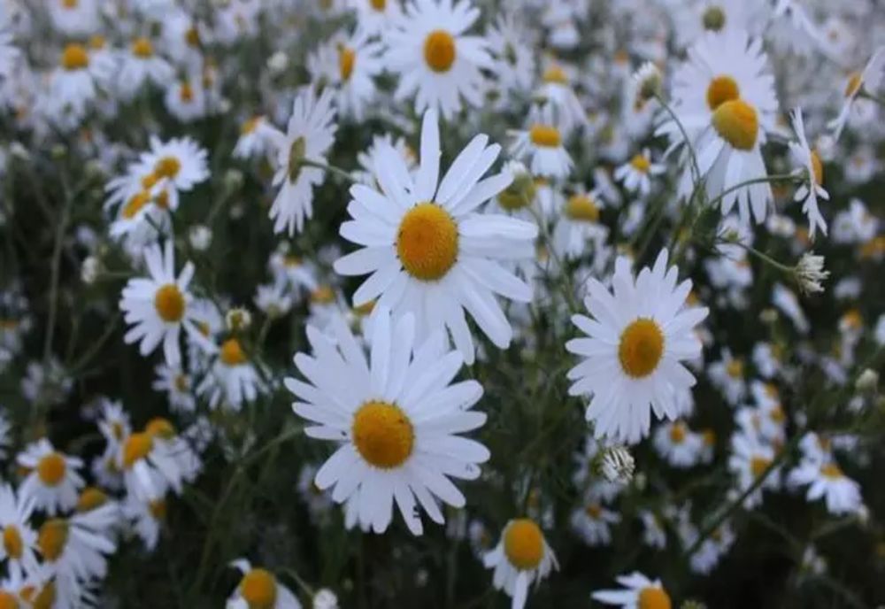 Prognoza meteo 23 iunie. Vreme ușor instabilă, temperaturile urcă la 29 de grade