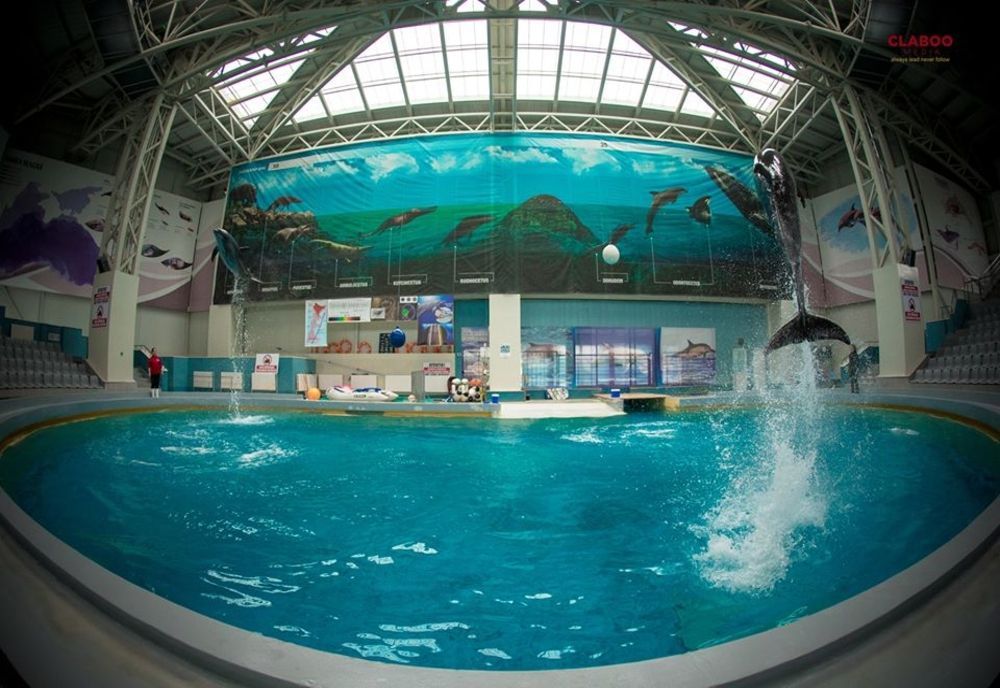 Delfinii aduşi din Harkov împreună cu Nini și Chan-Chan de la Constanţa vor avea spectacole în comun la Delfinariu