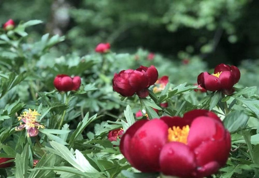 Bujorul a fost declarat Floare Naţională a României