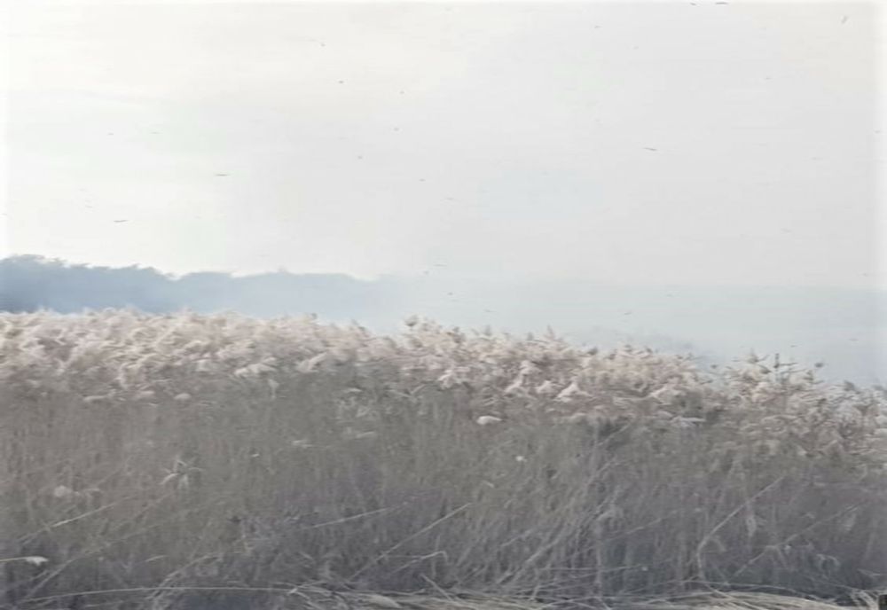 40 de hectare de vegetație uscată și stuf făcute scrum în Ograda