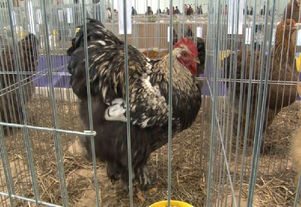 Un bărbat şi două femei, din Buzău şi Ialomița, au plecat la furat de păsări. Poliţiştii au descoperit în portbagaj şi în habitaclul mașinii 30 de păsări şi un ied