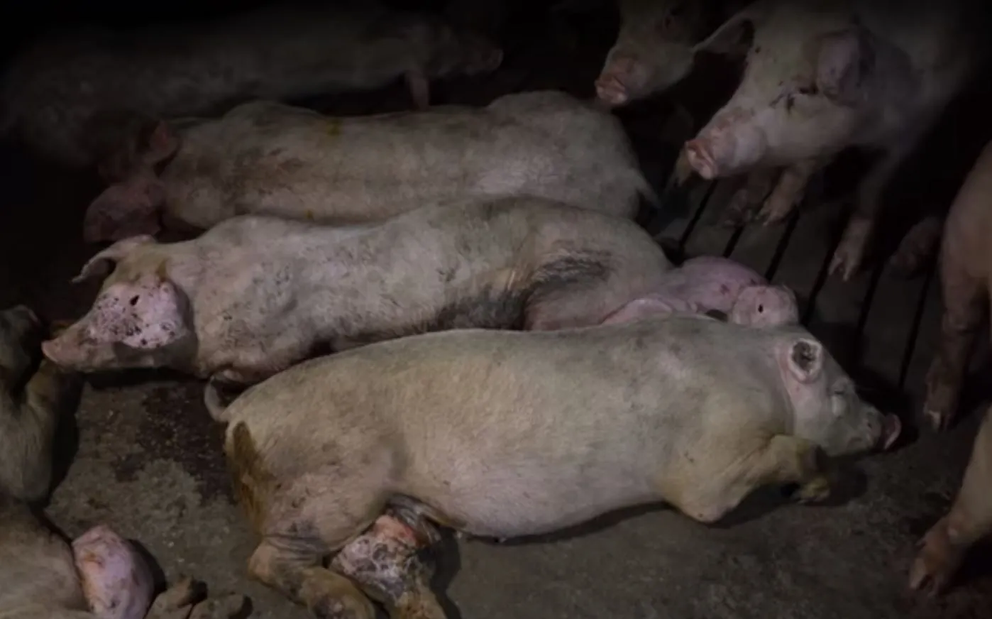 pigs-spanish-farm