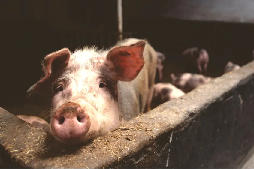 porci-ucisi-bordusani-cegani-ialomita