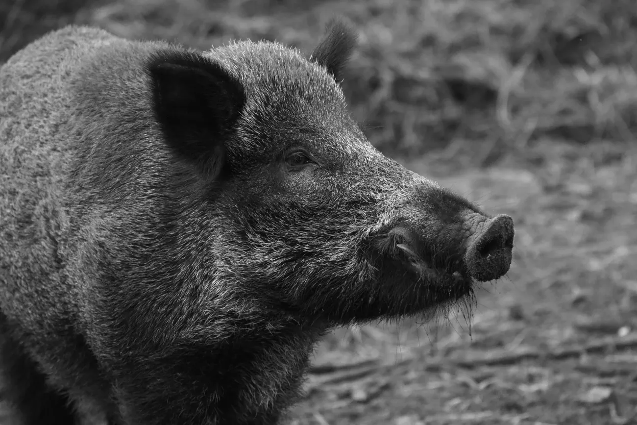 porc-mistret-pesta-porcina-africana-ialomita