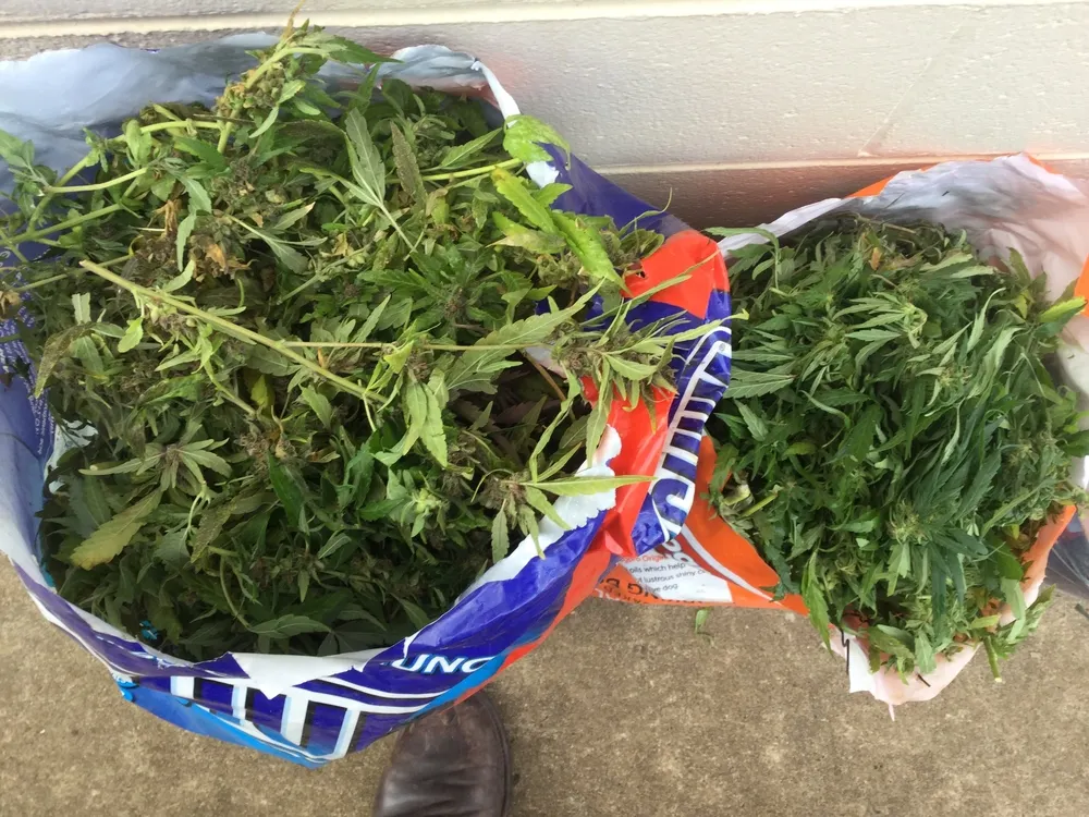 Captură de canabis. Opt kilograme de droguri, găsite într-un autocar