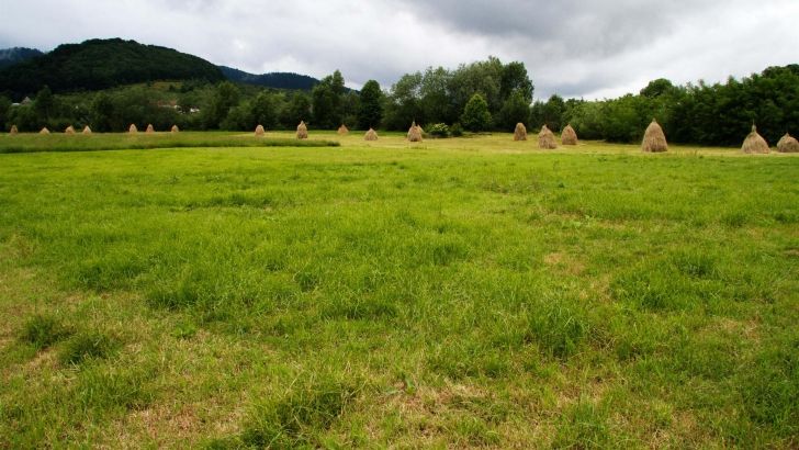 Pajiște