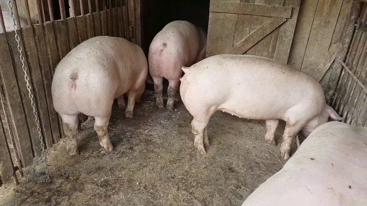 porci 2
