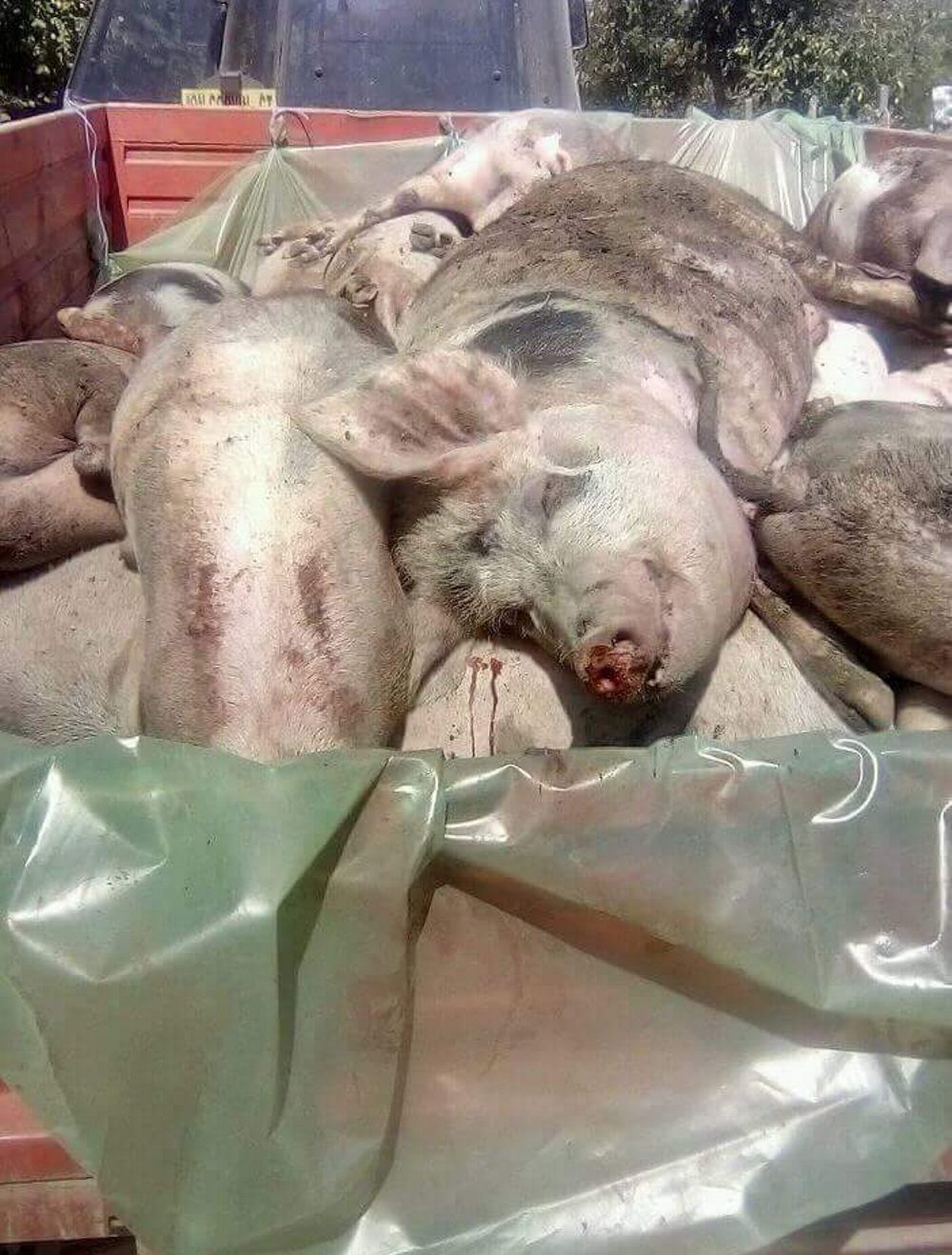 porci-pesta-porcina-ialomita