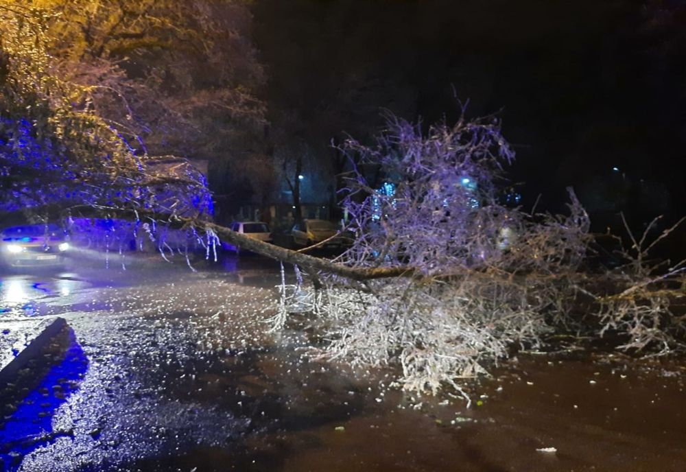 FOTO| Copaci căzuți în Slobozia din cauza ploii înghețate