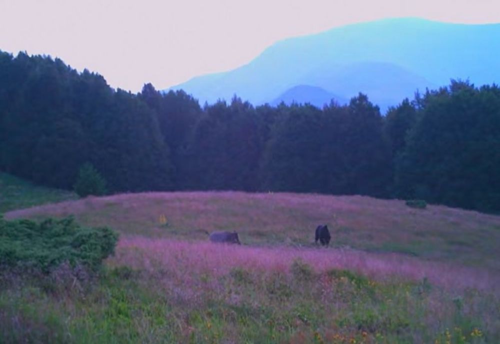 Întâlnirea pașnică dintre un urs și un mistreț, imagini virale