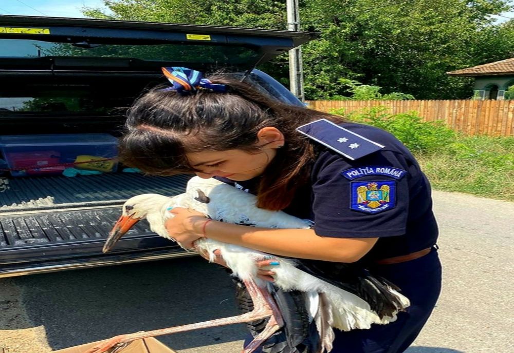 FOTO Pui de barză rănit, salvat în Copuzu