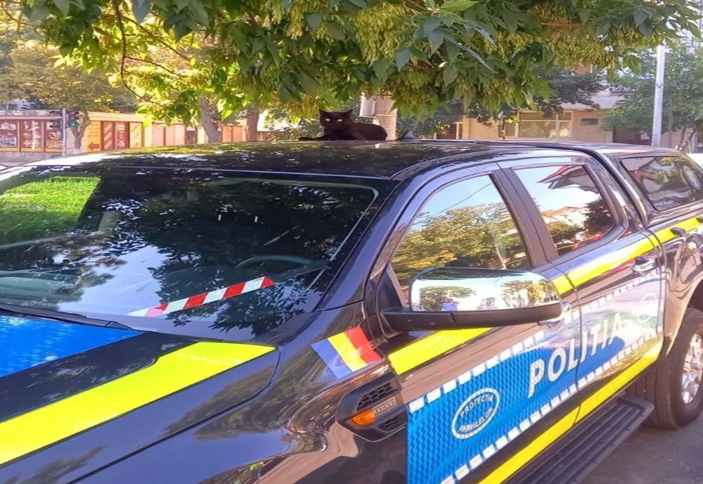 Ghinion pentru un bărbat de 63 de ani din Slobozia. Pentru ce s-a ales cu dosar penal