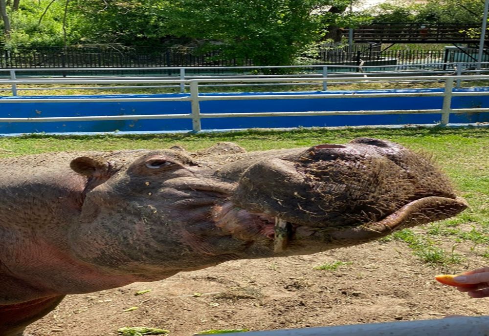 FOTO Singurul hipopotam din România: la ce grădină zoologică se află și ce vârstă are