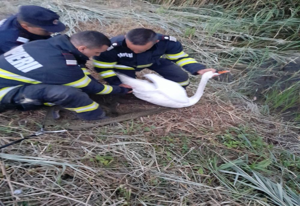 Pui de lebădă, salvat de pompieri