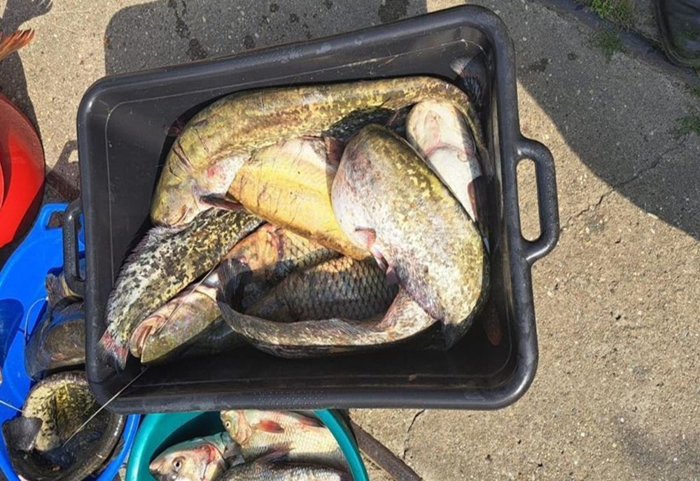 Braconaj în Ialomița. Zeci de kilograme de pește și sute de metri de plase, confiscate de polițiștii de frontieră