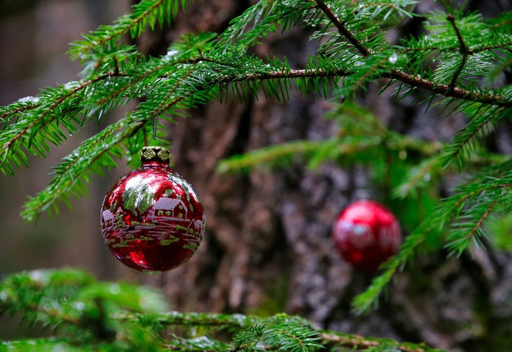 BRADUL DE CRĂCIUN: ORIGINI ȘI TRADIȚII