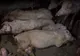 Focar de pestă porcină africană în comuna Mihail Kogălniceanu
