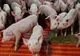 DSVSA Ialomița impune obligații crescătorilor de porcine