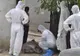 Ialomiţenii cu porci omorâţi aşteaptă de la stat 3 milioane lei